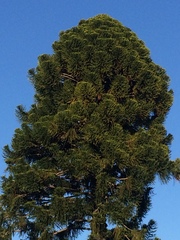 Araucaria bidwillii