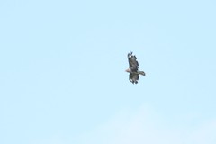 Buteo buteo