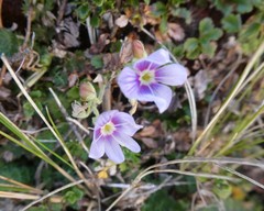 Veronica hookeriana