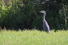 Ardea cinerea