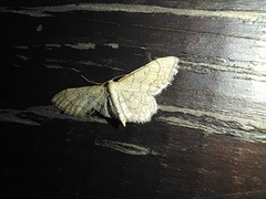 Idaea moniliata