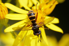 Conops quadrifasciatus