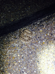 Sistrurus tergeminus