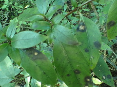 Coprosma tenuifolia