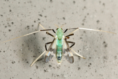 Stenochironomus hilaris