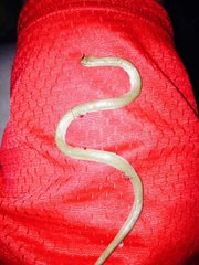 Sonora taylori