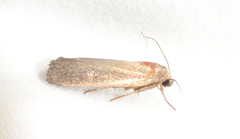 Athetiina