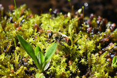 Sericomyia flagrans