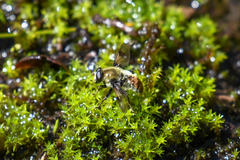 Sericomyia flagrans