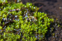 Sericomyia flagrans