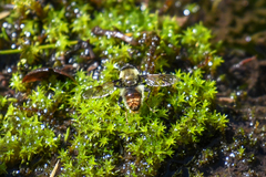 Sericomyia flagrans