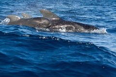 Globicephala