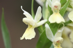 Dactylorhiza insularis