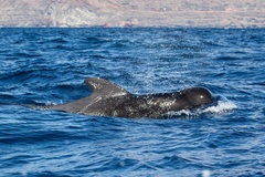 Globicephala
