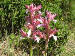 Anacamptis papilionacea papilionacea