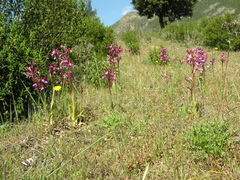 Anacamptis papilionacea papilionacea