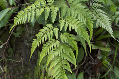 Davallia denticulata