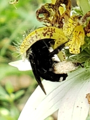 Melissodes bimaculatus