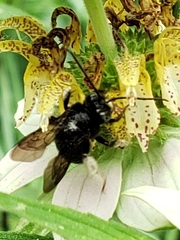 Melissodes bimaculatus