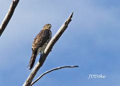 Accipiter chilensis