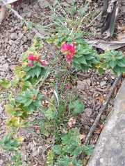 Magnoliopsida
