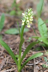 Dactylorhiza insularis