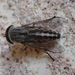 Striped Horse Fly - Photo (c) ellen hildebrandt, some rights reserved (CC BY-NC)