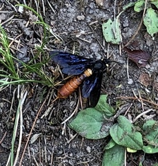 Urocerus cressoni
