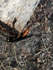 Urocerus cressoni
