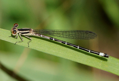 Argia bipunctulata