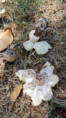 Chlorophyllum molybdites