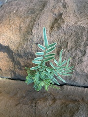 Pellaea atropurpurea