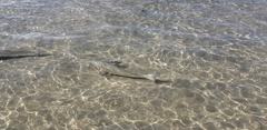 Menticirrhus undulatus