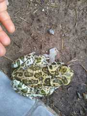 Bufotes viridis