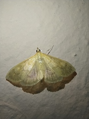 Paratalanta hyalinalis