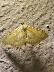 Paratalanta hyalinalis
