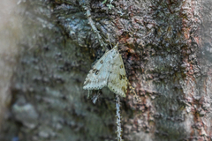 Udea washingtonalis