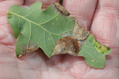 Macrodiplosis pustularis