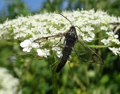 Synanthedon pictipes