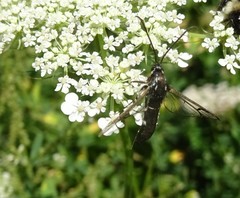 Synanthedon pictipes