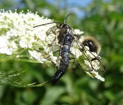 Synanthedon pictipes