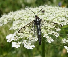 Synanthedon pictipes