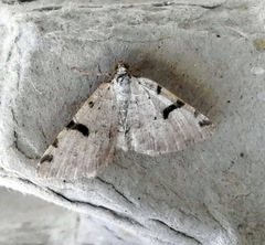Macaria subcessaria