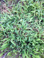 Zoysia