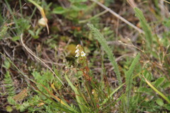 Euphrasia taurica