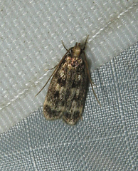 Martyringa latipennis