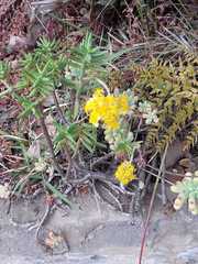 Crassulaceae