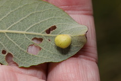 Euura pedunculi