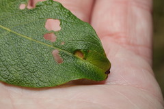Euura pedunculi