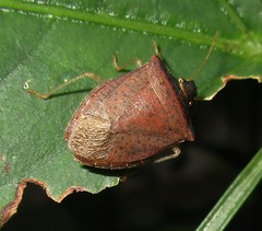 Euschistus obscurus